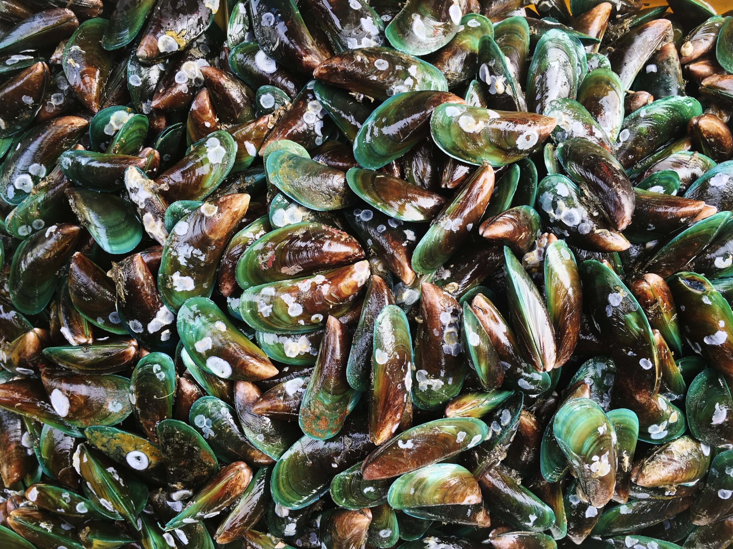 moules vertes de Nouvelle-Zélande (Perna canaliculus) moules vertes de Nouvelle-Zélande (Perna canaliculus)